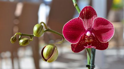 Miltonia Orhideea cultivarea și îngrijirea la domiciliu (infographics)