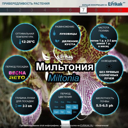 Орхідея Мільтонія домашнє вирощування і догляд (інфографіка)