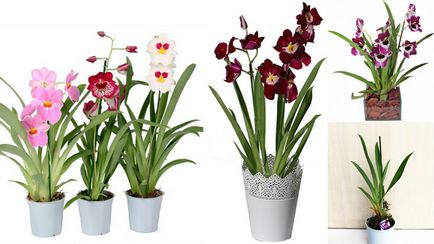 Miltonia Orhideea cultivarea și îngrijirea la domiciliu (infographics)