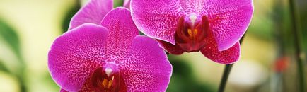 Miltonia Orhideea cultivarea și îngrijirea la domiciliu (infographics)