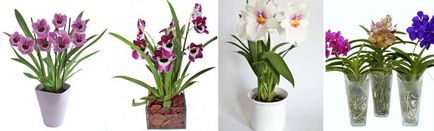 Miltonia Orhideea cultivarea și îngrijirea la domiciliu (infographics)