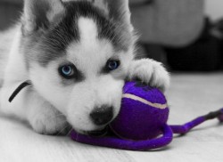 Caracteristicile rasei Husky (rasa) Caracteristicile rasei Husky