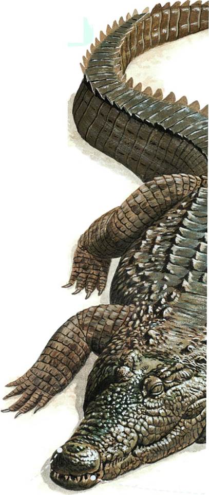 Diferența de piele a aligatorului de pe pielea crocodilului sau de pielea caimanului și de a distinge pielea crocodilului de