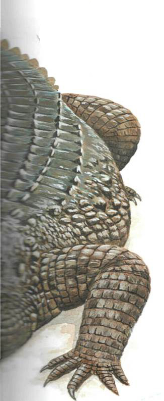 Diferența de piele a aligatorului de pe pielea crocodilului sau de pielea caimanului și de a distinge pielea crocodilului de