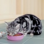Ожиріння у кішок