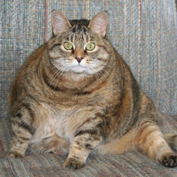 Затлъстяването при котките
