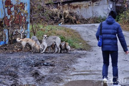 Un băț și un gaz nu pot ajuta 8 sfaturi de la un cynolog cum să vă protejați de câinii vagabonzi