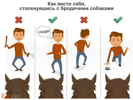 Палка і газовий балончик не допоможуть 8 порад від кінолога, як захиститися від бродячих собак