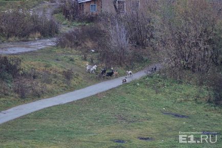 Un băț și un gaz nu pot ajuta 8 sfaturi de la un cynolog cum să vă protejați de câinii vagabonzi