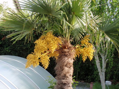 Пальма трахикарпус як виглядає і як доглядати - енциклопедія квітів