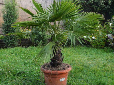 Palma trahikarpus külleme és hogyan kell gondoskodni - Flowers Enciklopédia