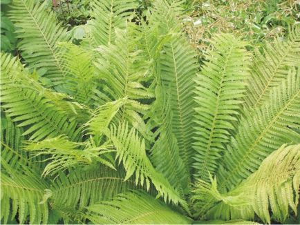 Ferns în speciile de grădină, îngrijire, combinare cu alte plante - log - peisaj