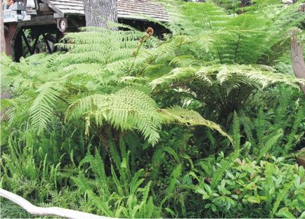 Ferns în speciile de grădină, îngrijire, combinare cu alte plante - log - peisaj