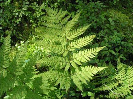 Ferns în speciile de grădină, îngrijire, combinare cu alte plante - log - peisaj