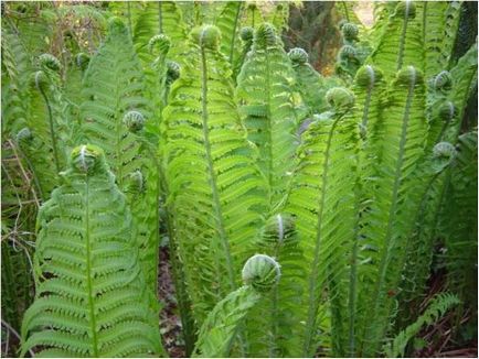 Fern, plante de fotografie de struț, specii, nuanțe de plantare, îngrijire și combinare cu alte plante