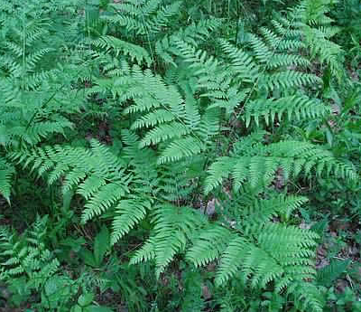 Fern a kertben, gyönyörű ötletek a kertben (szép) Fern a kertben, gyönyörű ötletek a kertben
