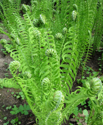 Fern a kertben, gyönyörű ötletek a kertben (dekorativnolistvennye növények) Fern a kertben, gyönyörű ötletek a kertben