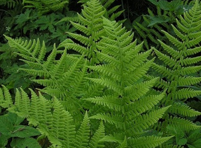 Fern a kertben, gyönyörű ötletek a kertben (szép) Fern a kertben, gyönyörű ötletek a kertben