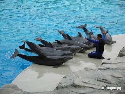 Vidámpark «Oltremare» (Oltremare vidámpark) leírása és képek