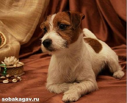 Parson a stabilit câinele terrier