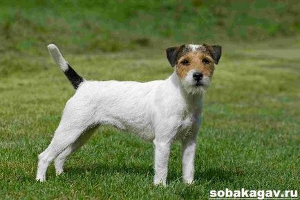 Parson Russell terrier kutya (kutya) Parson Russell terrier kutya