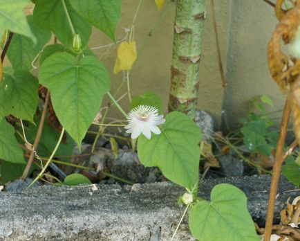 Passiflora necesită anumite condiții de creștere, cabana de tanin