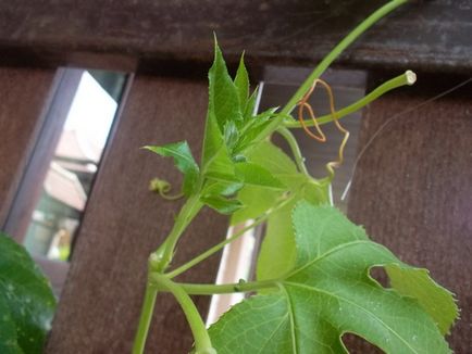 Passiflora necesită anumite condiții de creștere, cabana de tanin