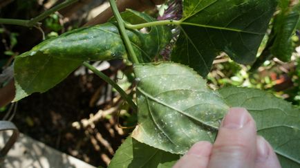 Passiflora necesită anumite condiții de creștere, cabana de tanin