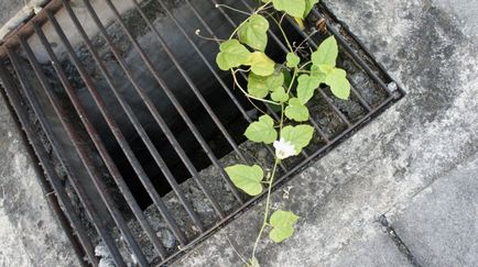 Passiflora necesită anumite condiții de creștere, cabana de tanin