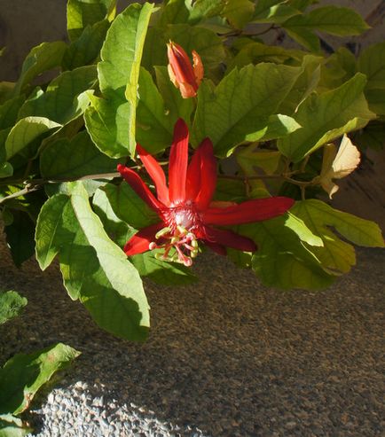 Passiflora necesită anumite condiții de creștere, cabana de tanin