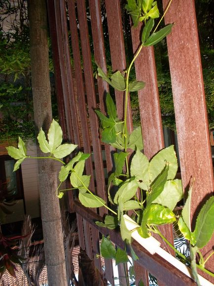 Passiflora necesită anumite condiții de creștere, cabana de tanin