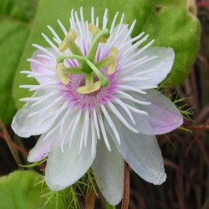 Passiflora îngrijire la domiciliu și creștere de la sămânță, reproducere și transplant