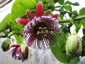 Passiflora îngrijire la domiciliu și creștere de la sămânță, reproducere și transplant