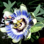 Passiflora îngrijire la domiciliu și creștere de la sămânță, reproducere și transplant