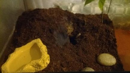 Transplantation Tarantula (Tarantula) kiültetés tarantula
