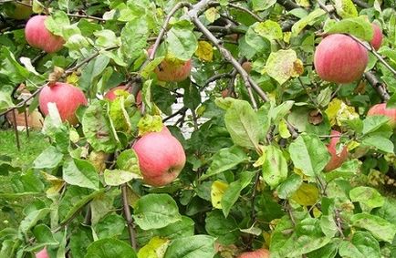 Periodicitatea fructelor de mere, casa privată