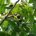 Japoneză Peeris - în creștere, fotografie, plantarea unei grădini