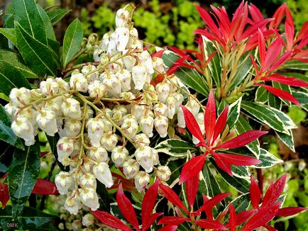 Pieris japonica - termesztés, fotó, növény kert