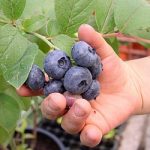 Japoneză Peeris - în creștere, fotografie, plantarea unei grădini