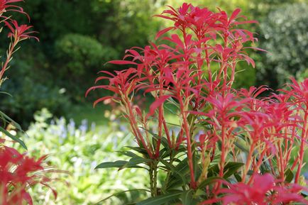 Pieris japonica - termesztés, fotó, növény kert