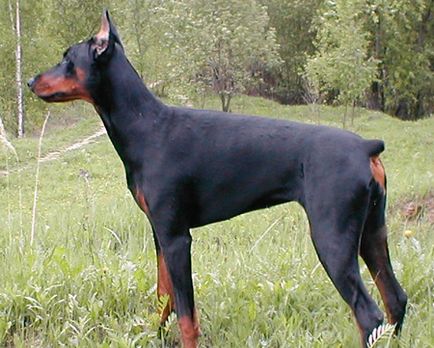 Nutriția lui Dobermann - Ce trebuie să hrănești cu Dobermann