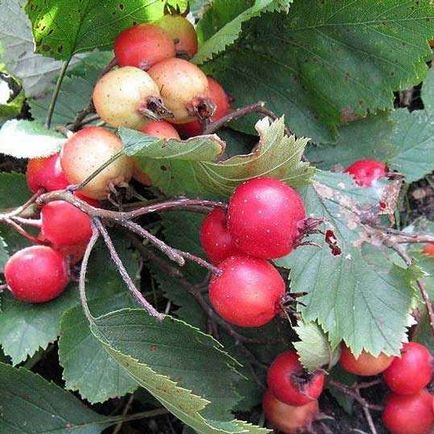 Galagonya gyümölcs ültetés és gondozás vagy hasznos vitaminokat a kertben 2103