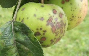 Miért megfeketedik a levelek az almafa, válaszokat és szakértői vélemények