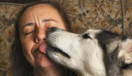 De ce nu poți lăsa un câine să-ți lingă fața, topurile de informații superioare