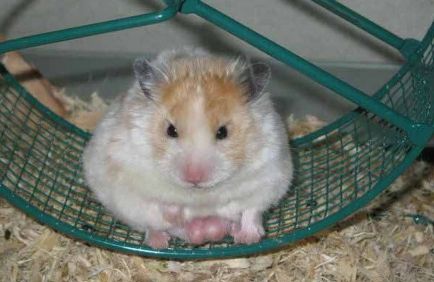 De ce hamsterul a umflat testiculele și a devenit mare