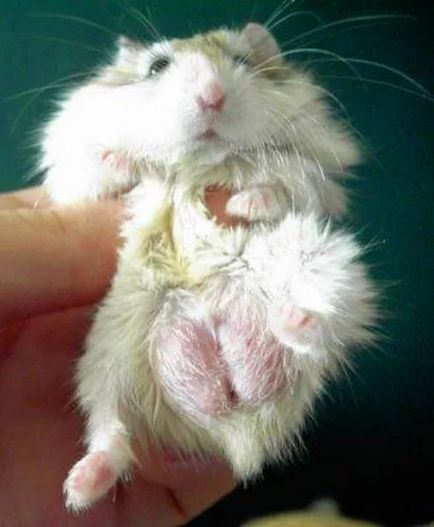 De ce hamsterul a umflat testiculele și a devenit mare