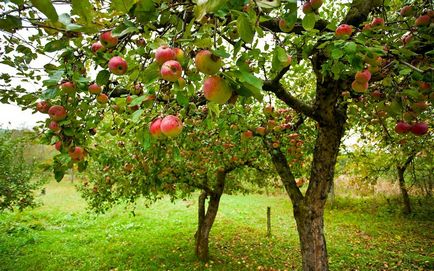 De ce mărul fructifies într-un an - toate motivele posibile