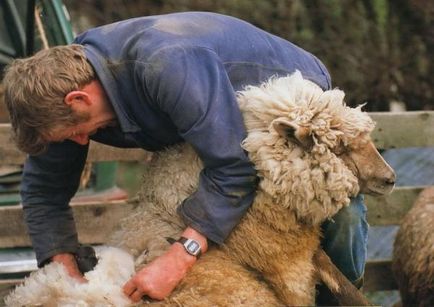 Підготовка овець до стрижки, машинки для стрижки овець