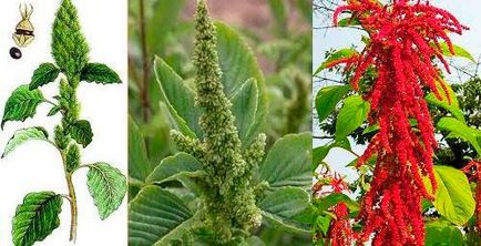 Plante utile în grădină Cele mai populare specii de plante