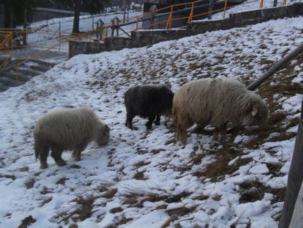 Hasznos és szórakoztató információt Zakopane - élet Lengyelországban (Zakopane) Hasznos és szórakoztató információt Zakopane - élet Lengyelországban